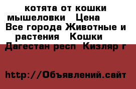 котята от кошки мышеловки › Цена ­ 10 - Все города Животные и растения » Кошки   . Дагестан респ.,Кизляр г.